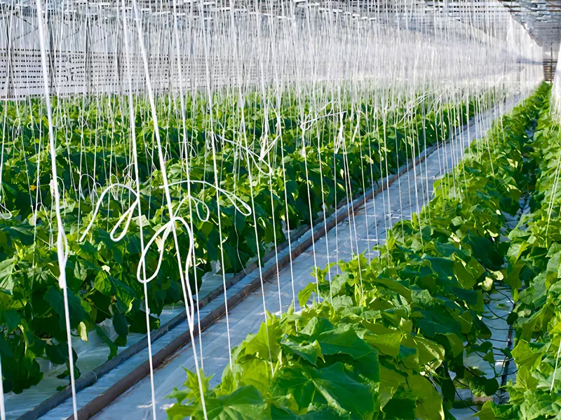 Agriculture Twine and Ropes